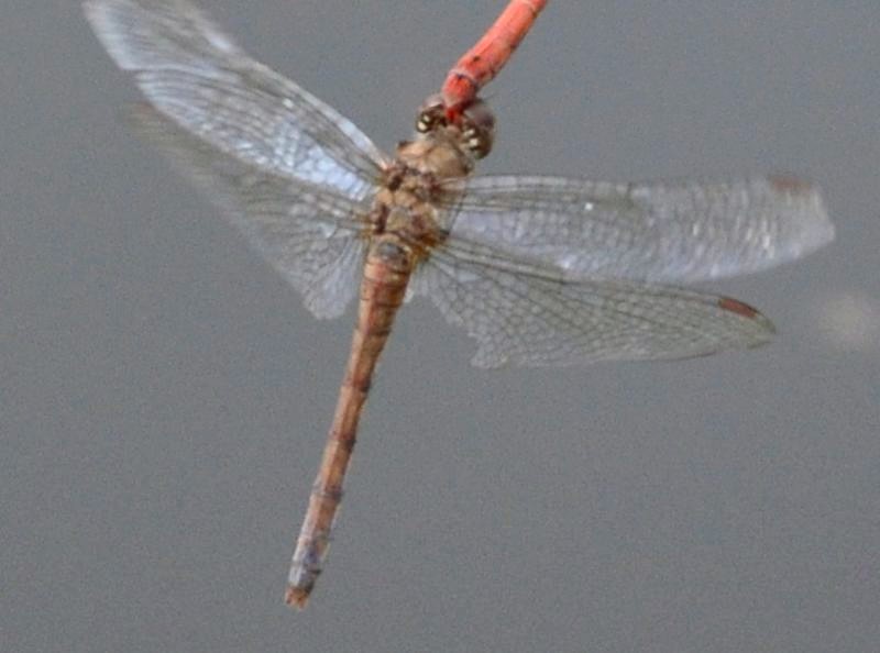 Sympetrum striolatum: storia damore e di 